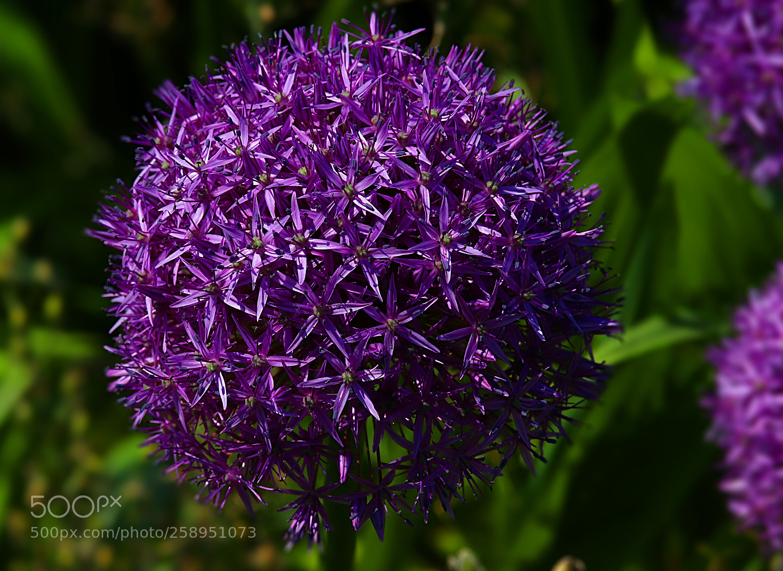 Canon EOS 77D (EOS 9000D / EOS 770D) sample photo. Allium photography