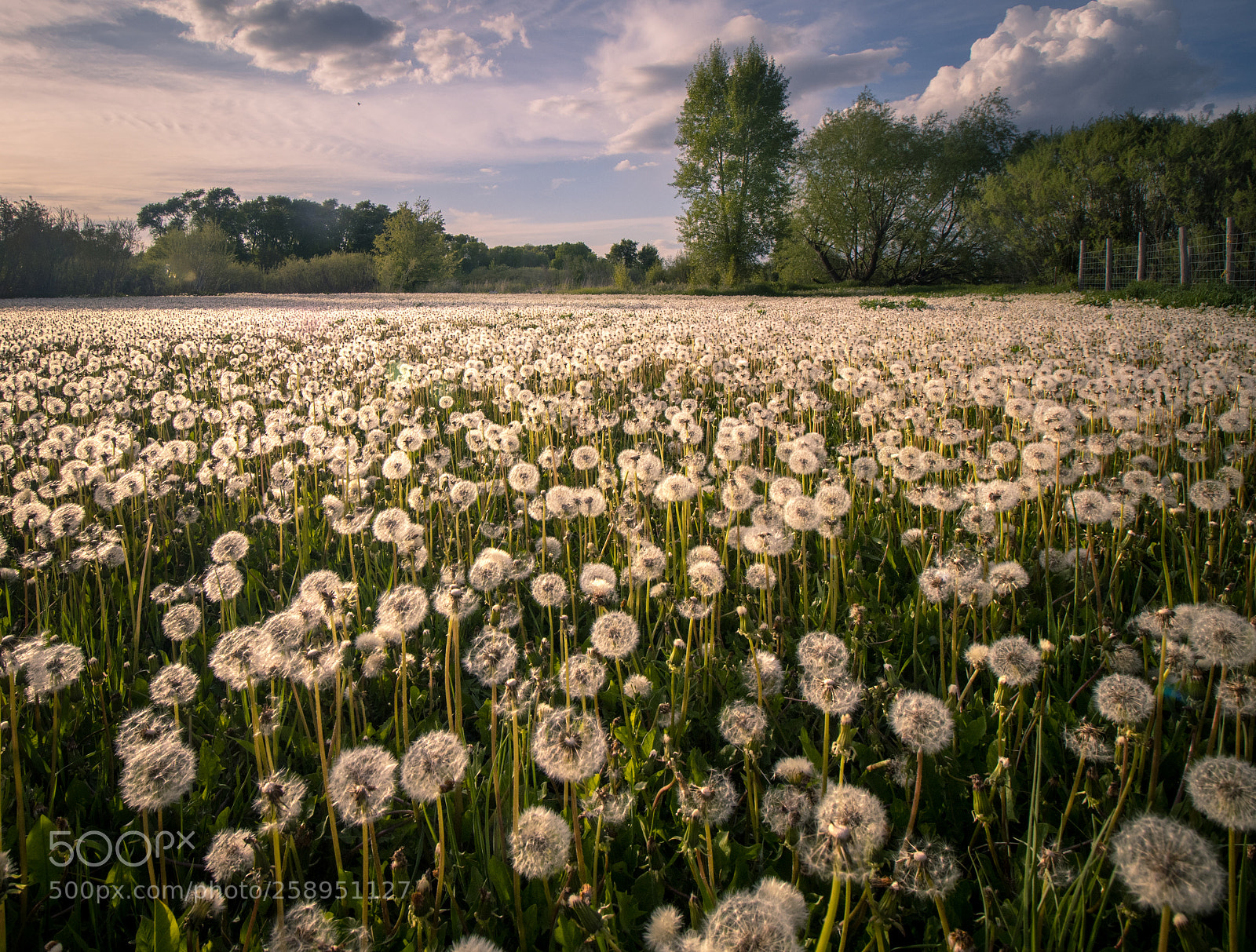 Canon EOS 80D sample photo. Dandelion photography