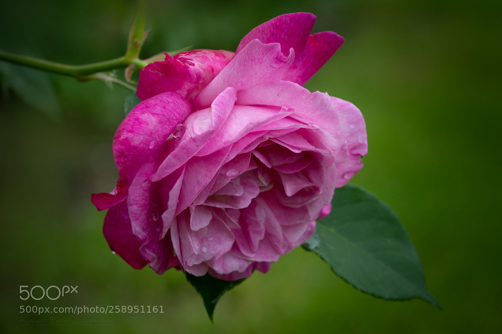 Sony SLT-A77 sample photo. Rose after the rain photography