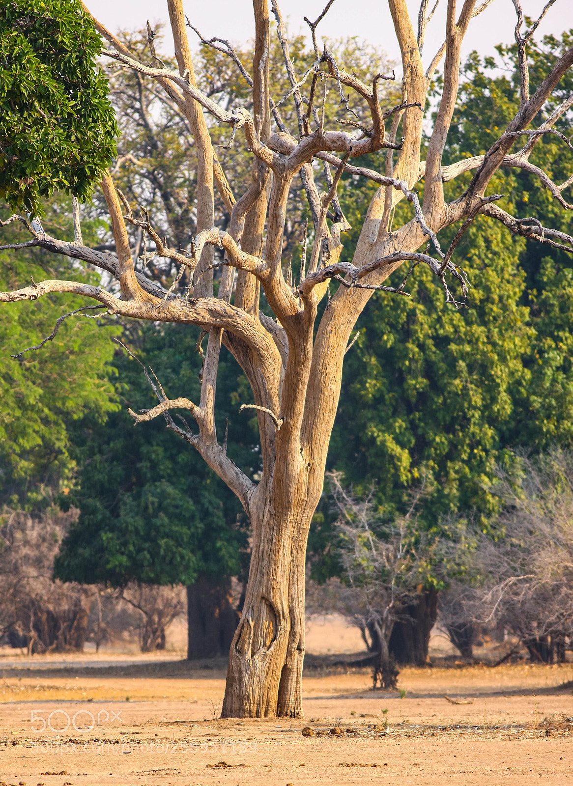 Canon EOS-1Ds Mark III sample photo. Tree skeleton photography