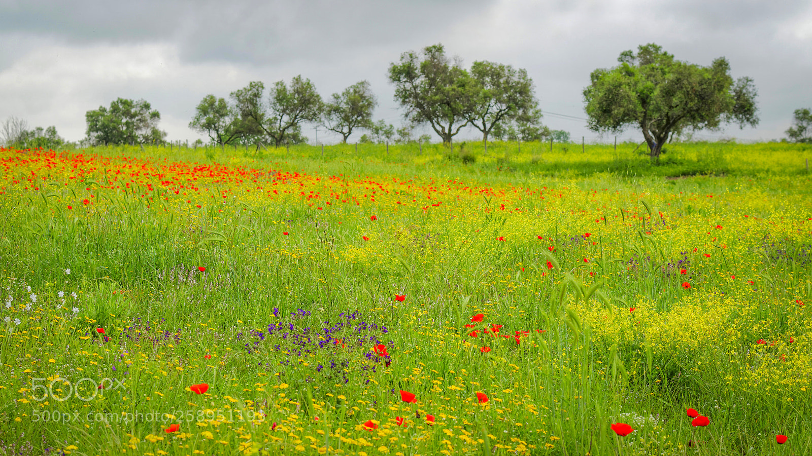 Nikon D800 sample photo. Springtime photography