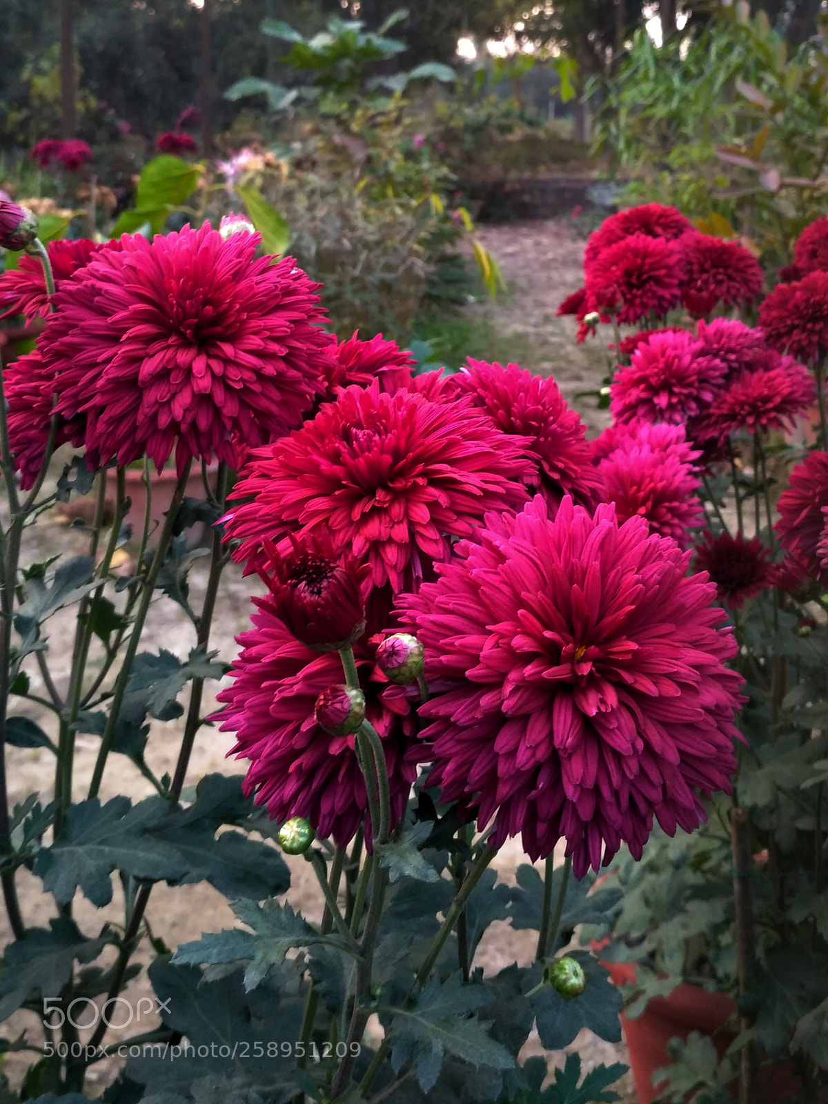 Xiaomi Redmi 3S sample photo. Warm photography