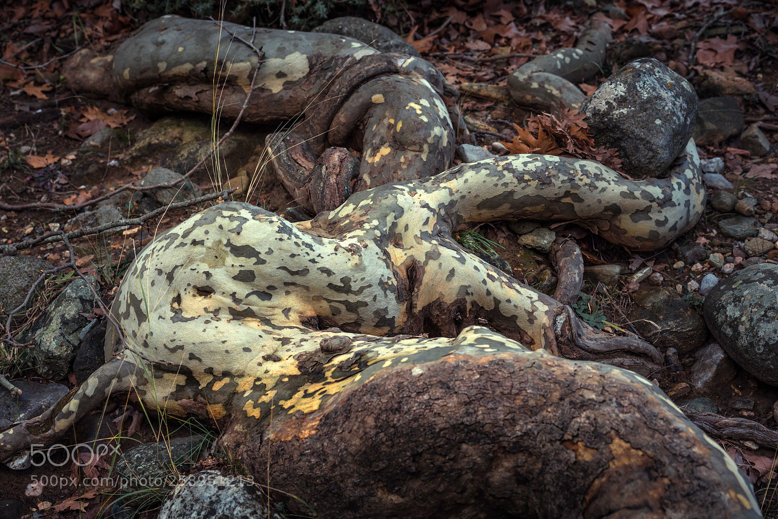 Nikon D600 sample photo. *** photography