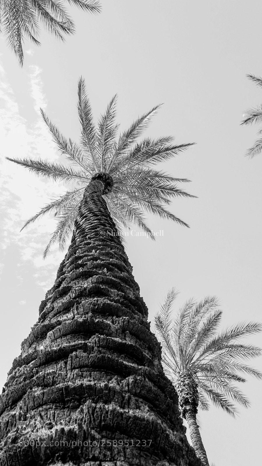 Sony a6000 sample photo. Warm climate trees photography