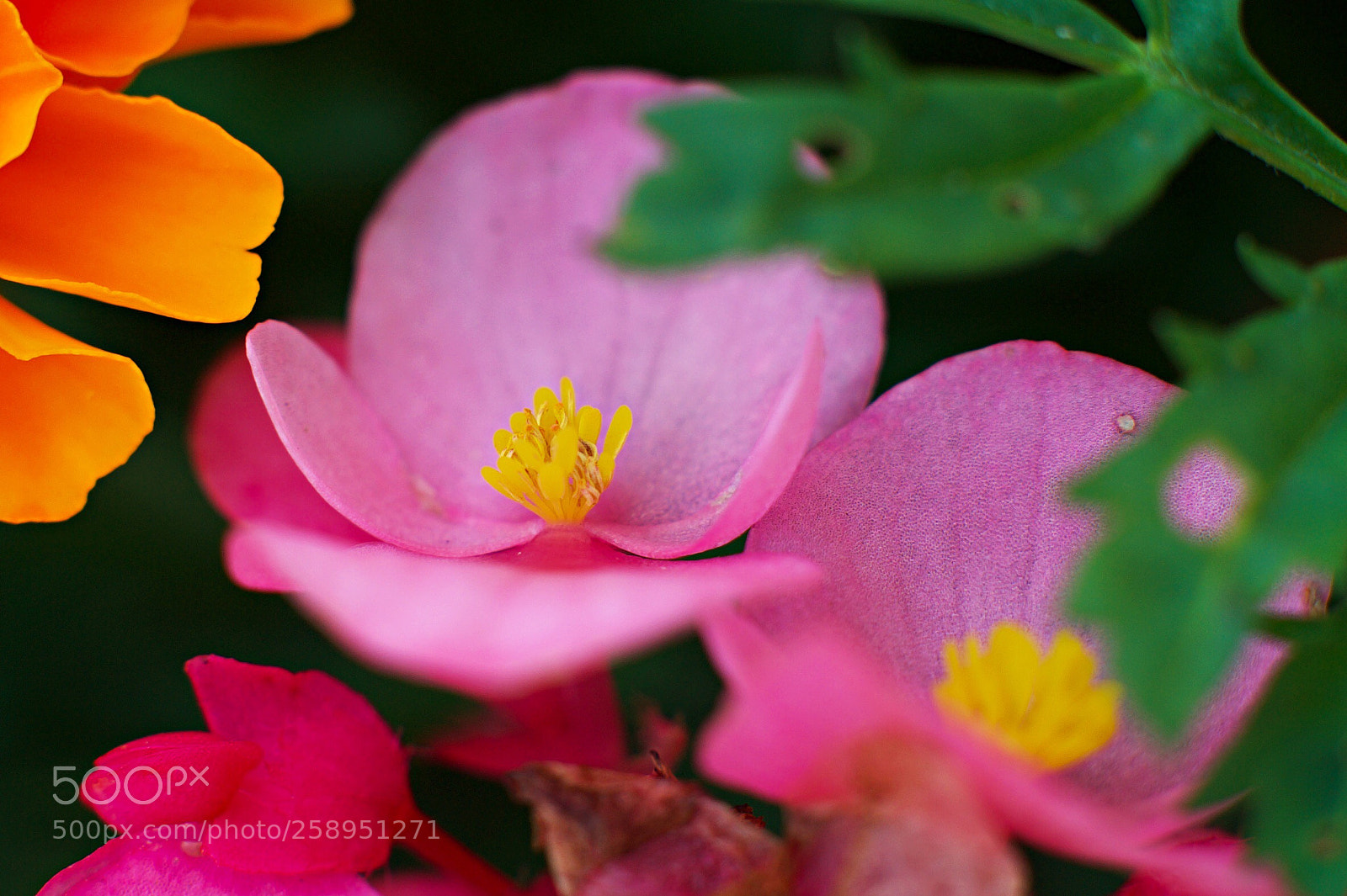 Nikon D700 sample photo. Flowers  photography