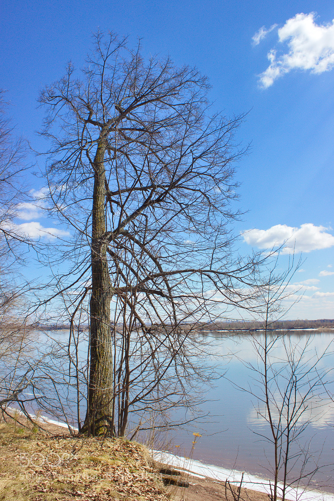 Canon EOS 600D (Rebel EOS T3i / EOS Kiss X5) sample photo. Греется старая липа photography