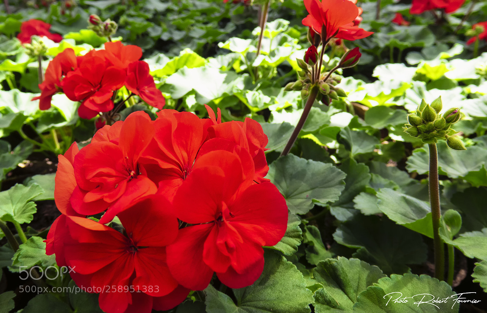Canon PowerShot G3 X sample photo. Red photography