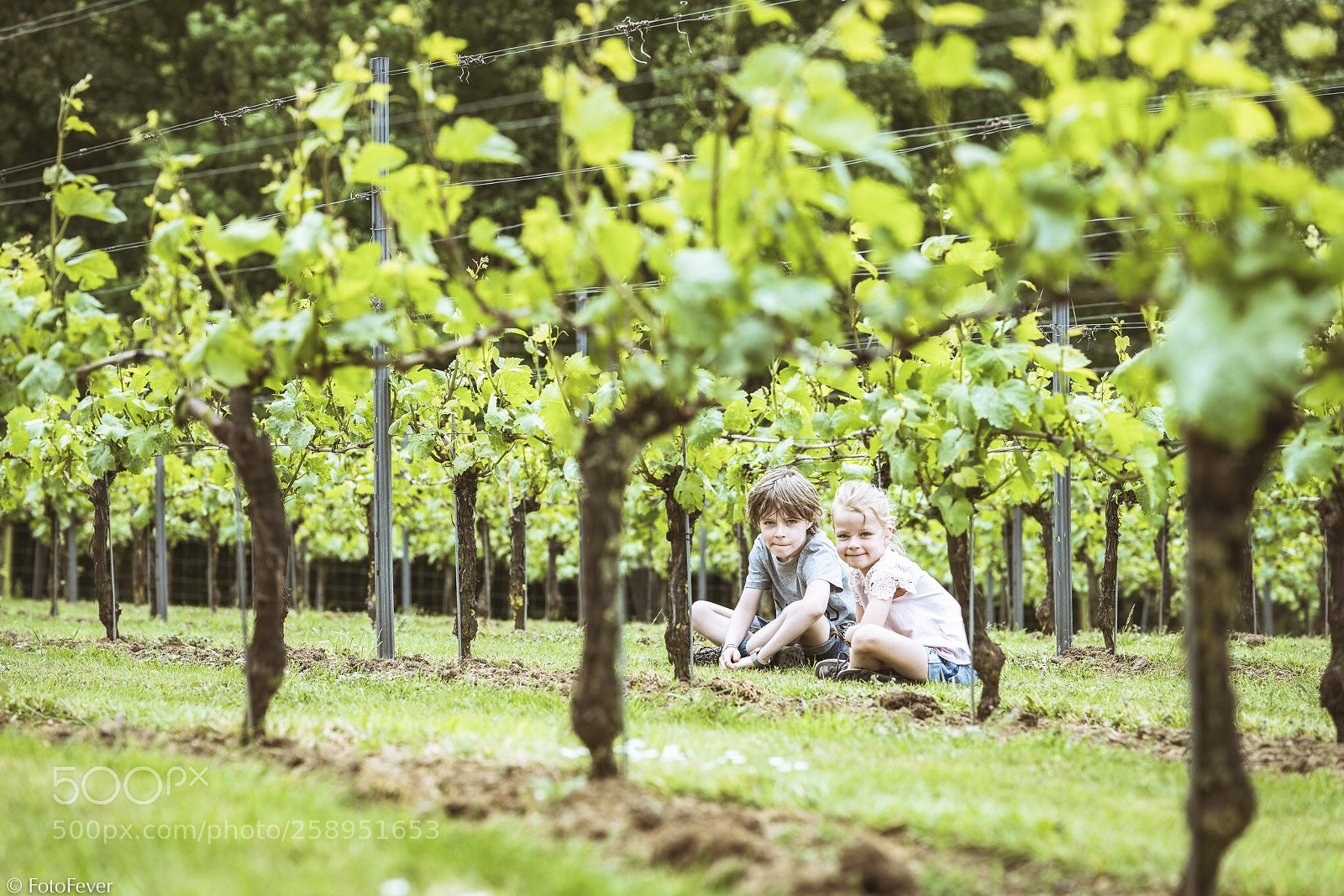 Sony a7R III sample photo. Peeping through the grapevine photography