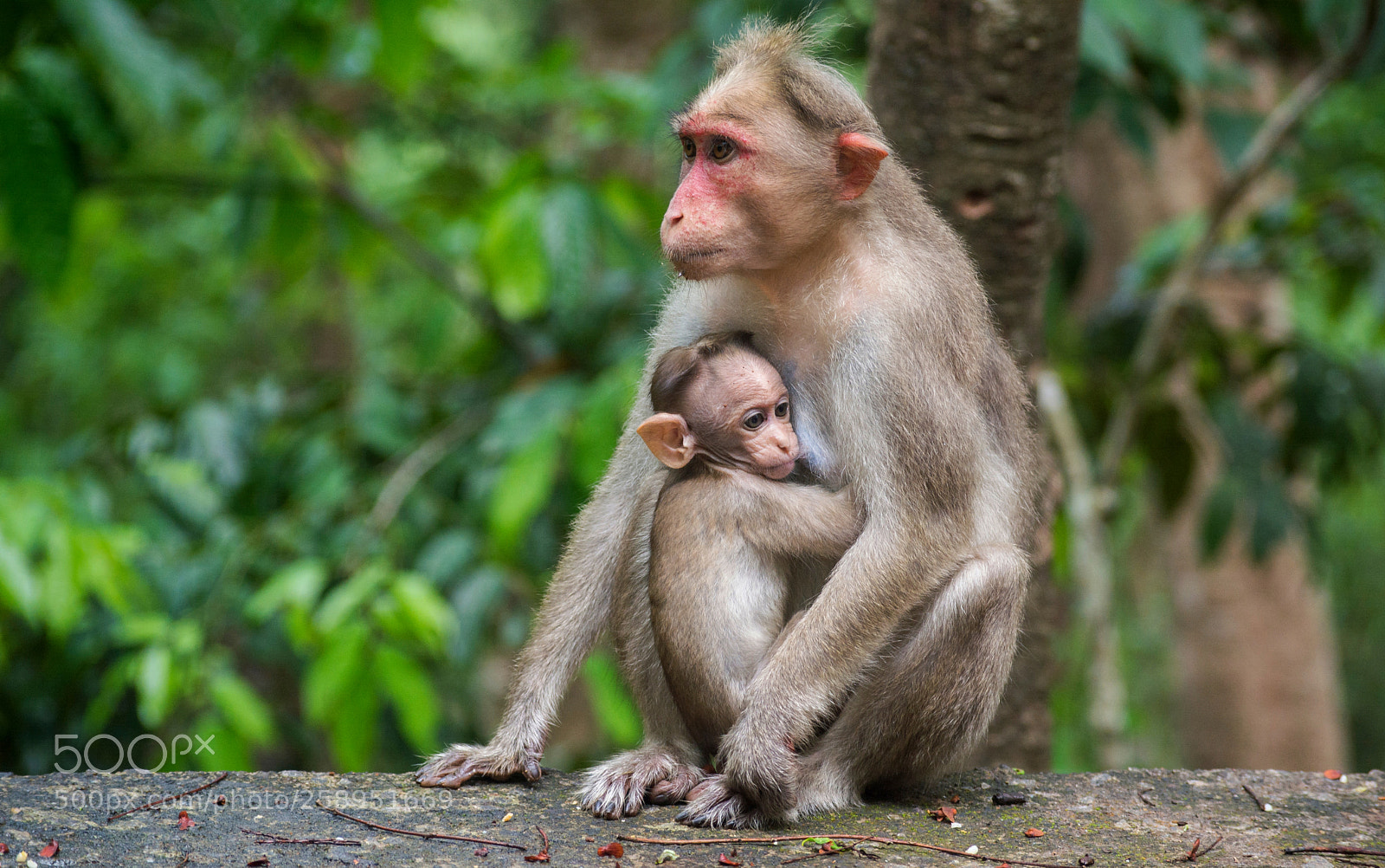 Nikon D5200 sample photo. Monkey and baby monkey photography