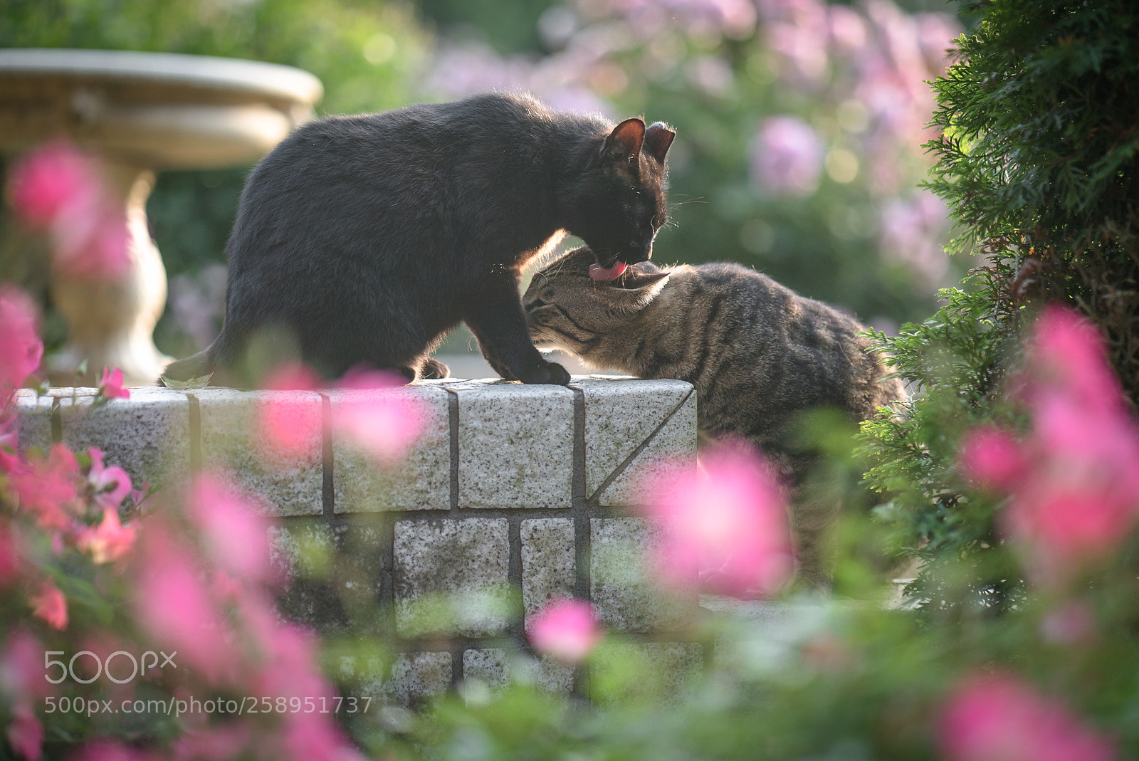 Sony a7S II sample photo. Groming photography