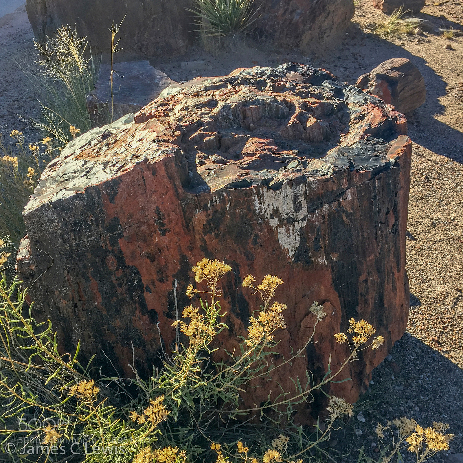 Apple iPhone 6 sample photo. Petrified forest national park photography