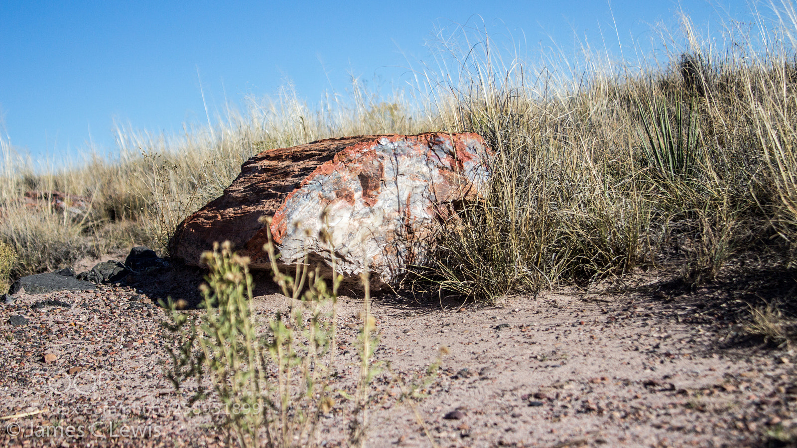Canon EOS 700D (EOS Rebel T5i / EOS Kiss X7i) sample photo. Petrified forest national park photography