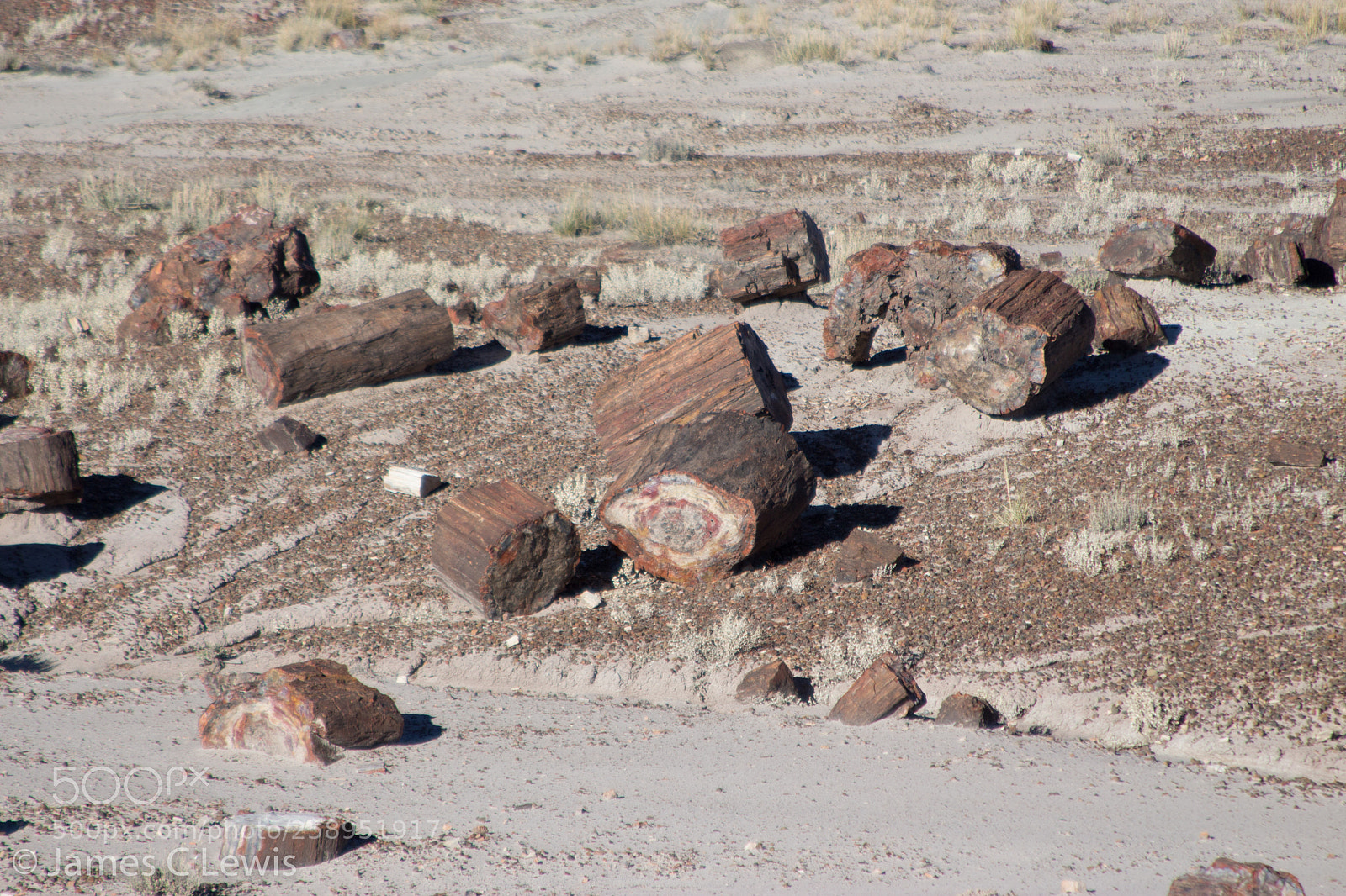 Canon EOS 700D (EOS Rebel T5i / EOS Kiss X7i) sample photo. Petrified forest national park photography