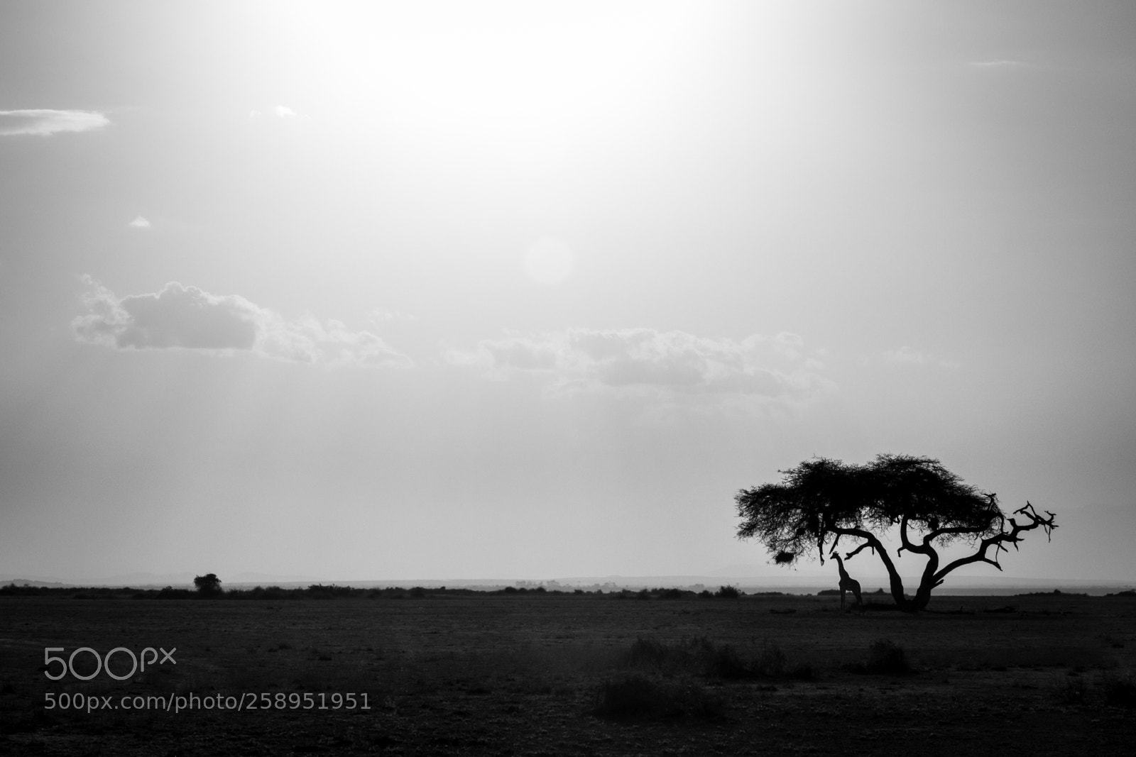 Canon EOS 7D Mark II sample photo. 4d2a2003-2.jpg photography