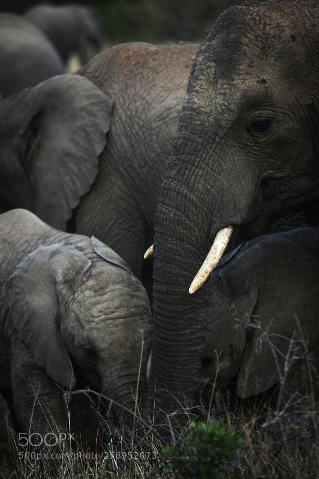 Canon EOS 5D Mark II sample photo. Mother and baby elephants photography