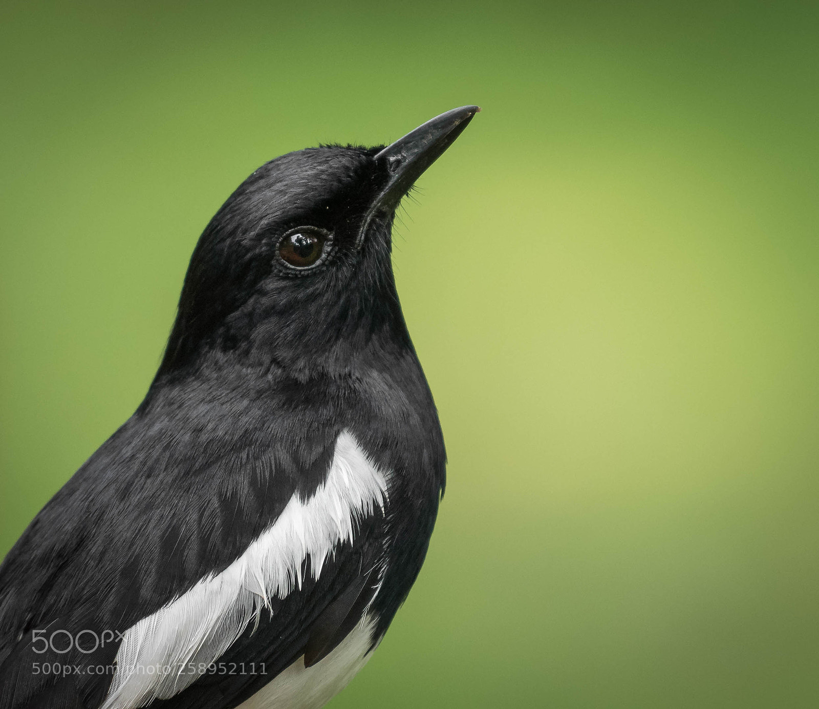 Nikon D5300 sample photo. Oriental magpie robin photography