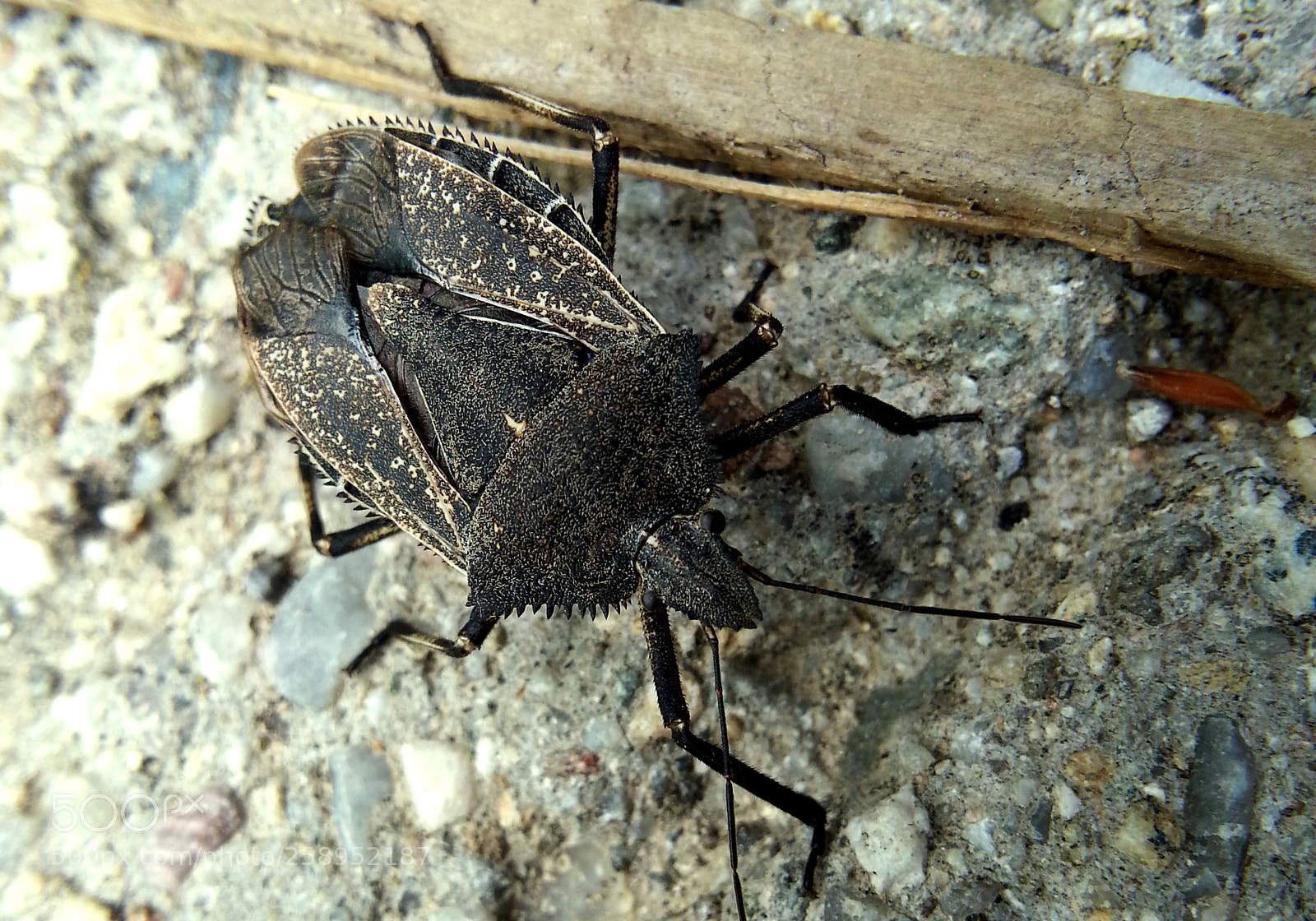 Samsung Galaxy Note2 sample photo. Insect photography
