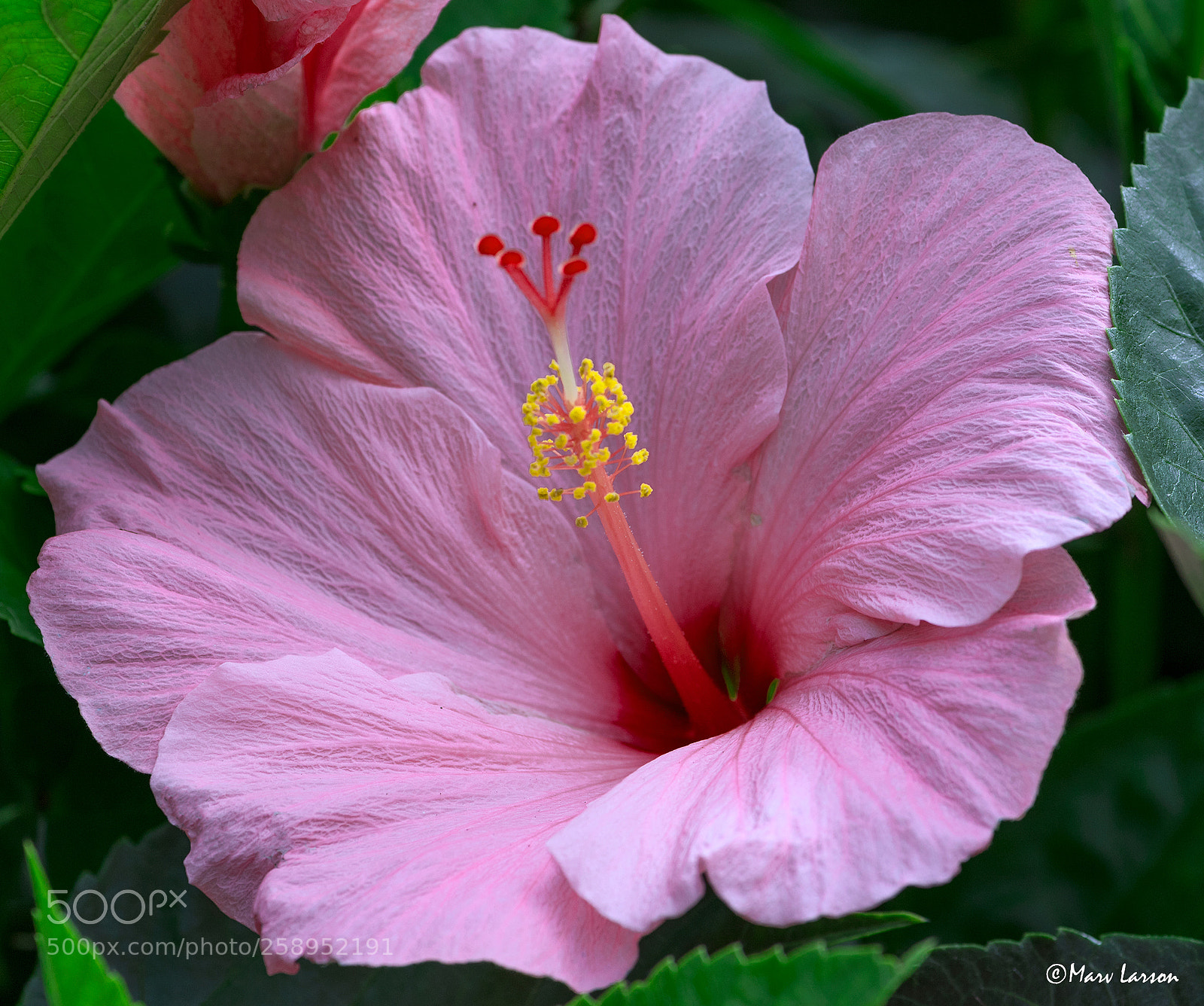 Canon EOS 7D Mark II sample photo. Untitled photography