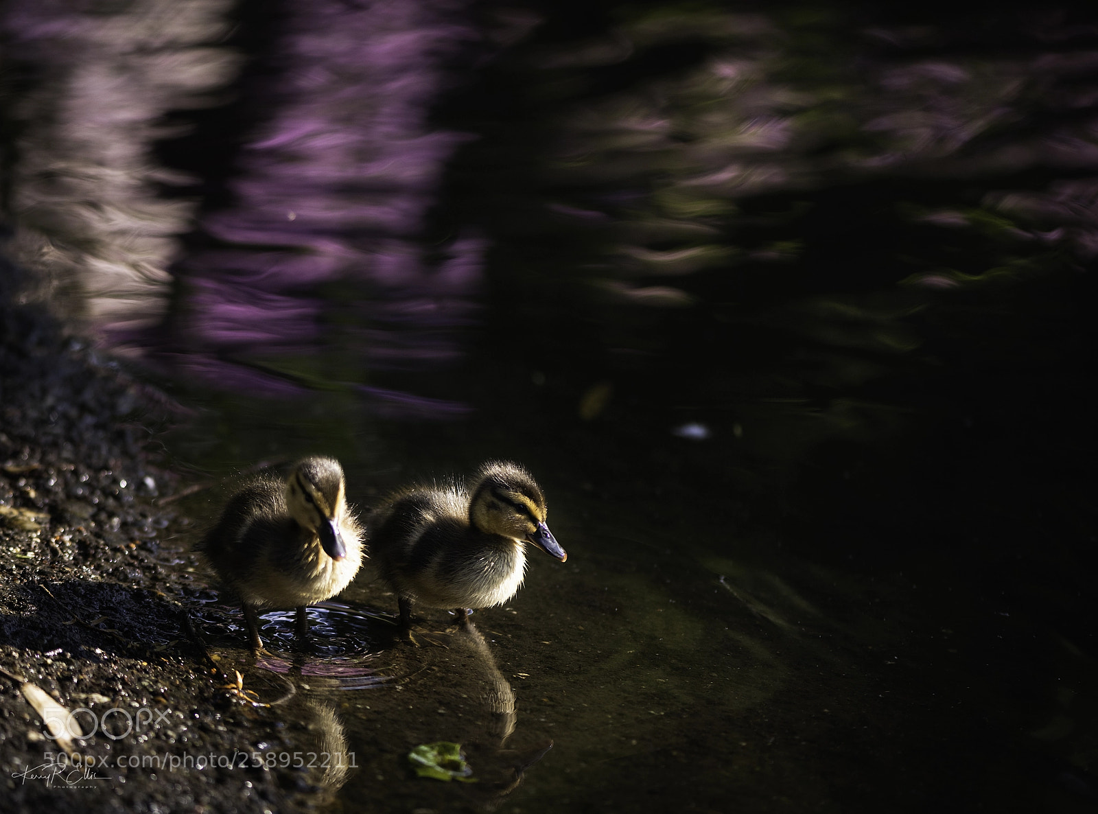 Nikon D810 sample photo. Baby ducks photography