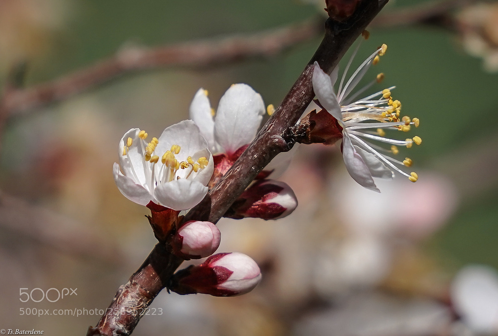 Sony a9 sample photo. Like a family photography