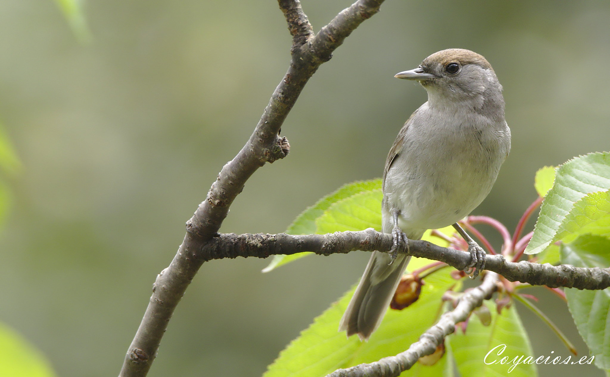 Canon EOS 7D Mark II sample photo. Curruca capirotada ♀ (sylvia atricapilla) photography
