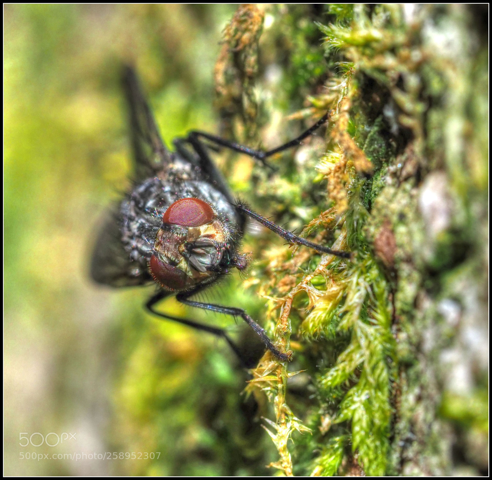 Olympus OM-D E-M1 Mark II sample photo. Am baumstamm photography