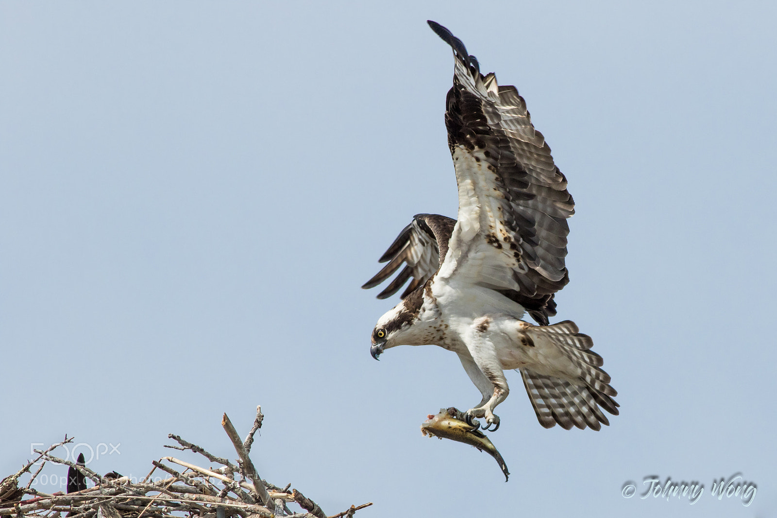 Canon EOS 7D Mark II sample photo. Osprey photography
