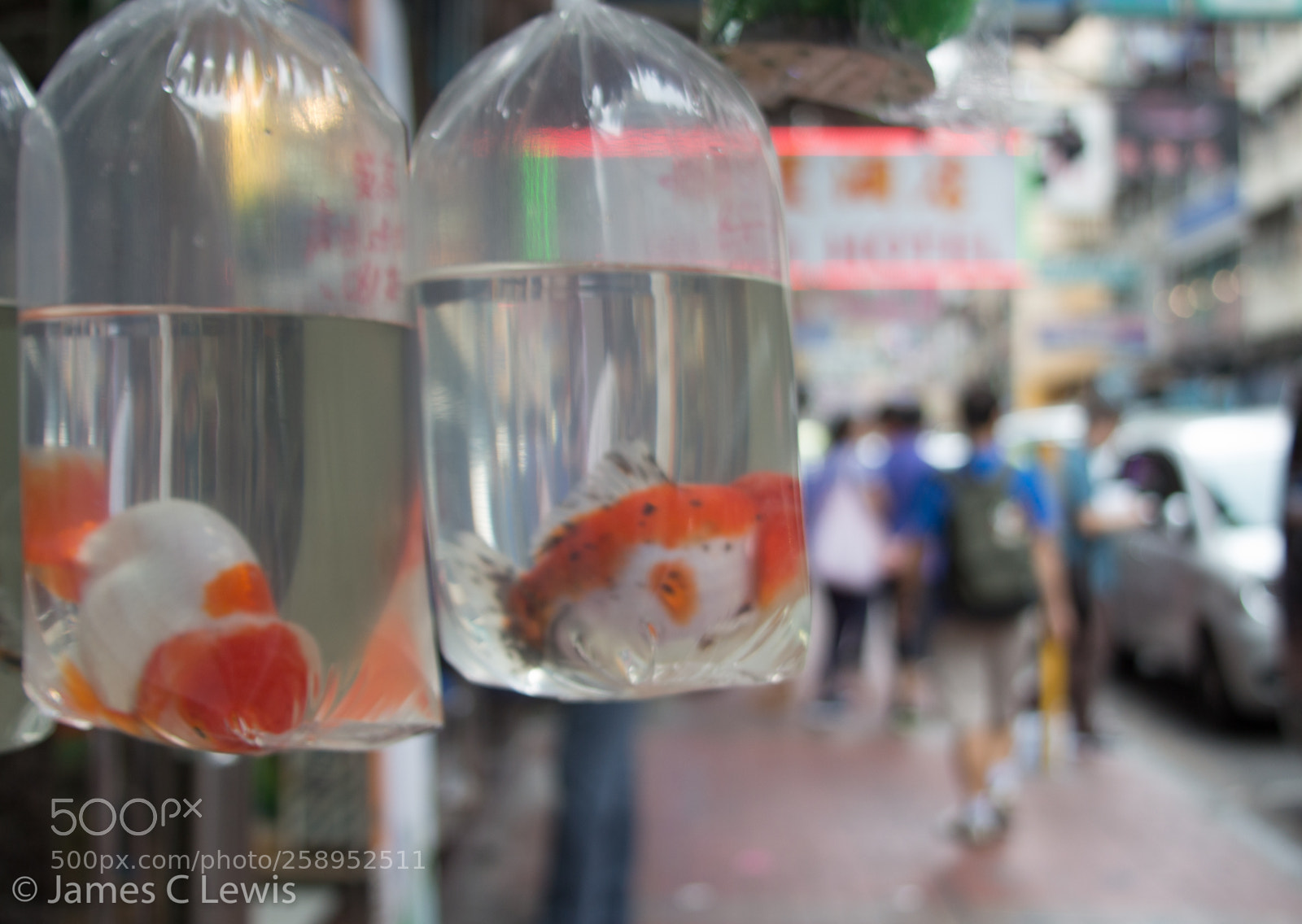 Canon EOS 700D (EOS Rebel T5i / EOS Kiss X7i) sample photo. Goldfish photography