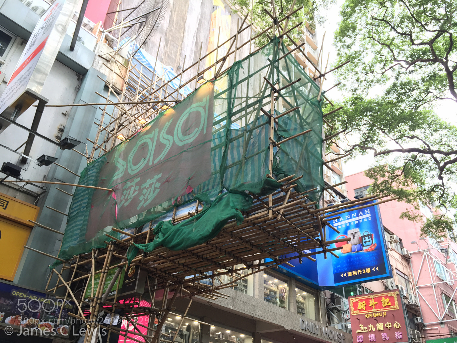 Apple iPhone 6 sample photo. All the bamboo! photography