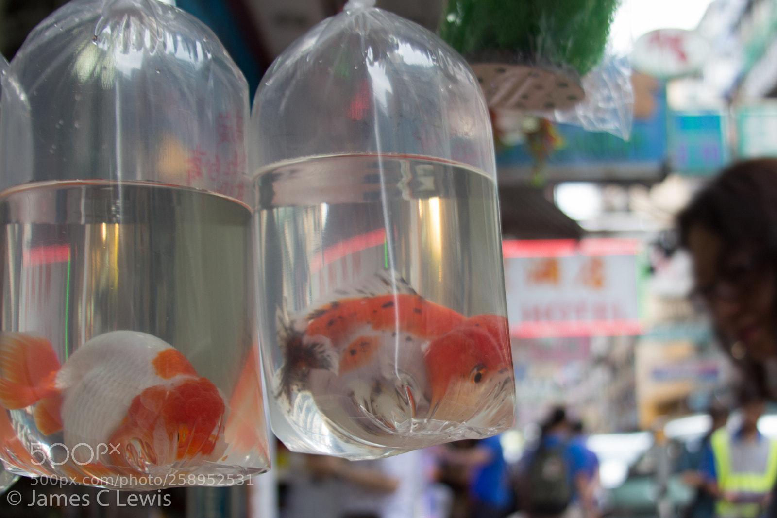Canon EOS 700D (EOS Rebel T5i / EOS Kiss X7i) sample photo. Goldfish photography