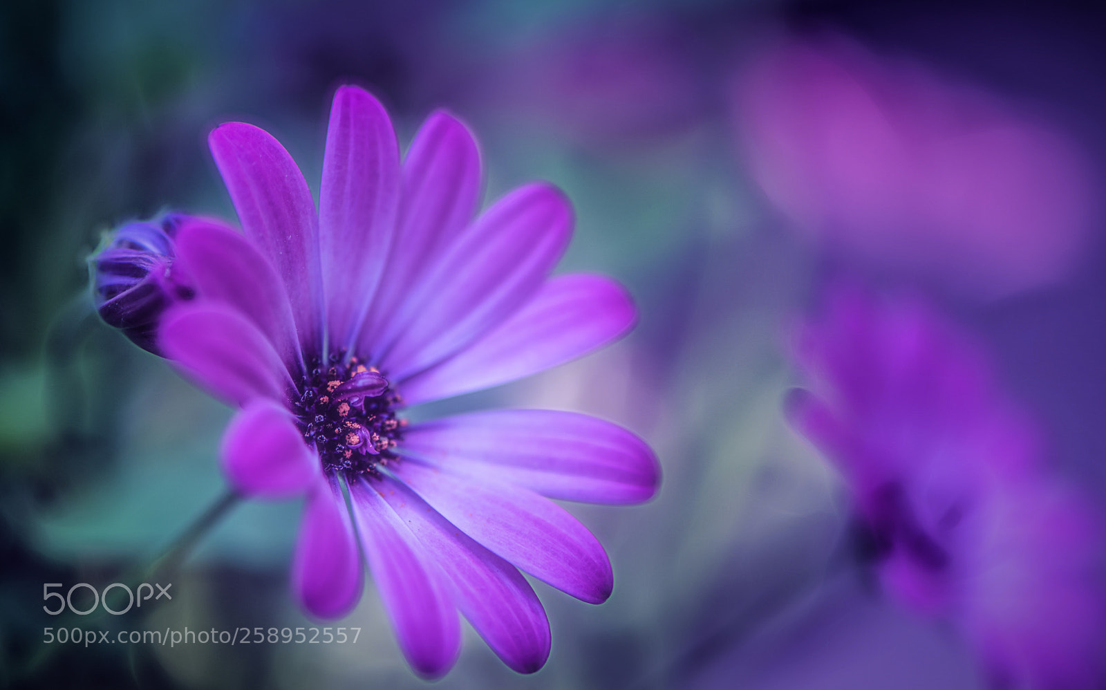 Nikon D850 sample photo. Strange spring photography