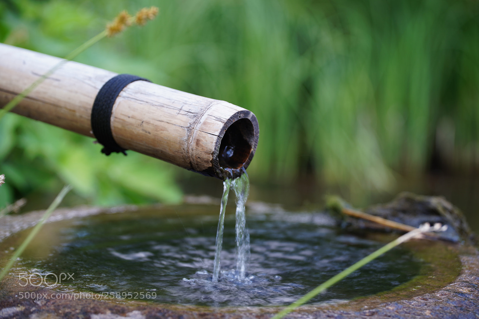 Sony a7 III sample photo. Walking in the nature photography