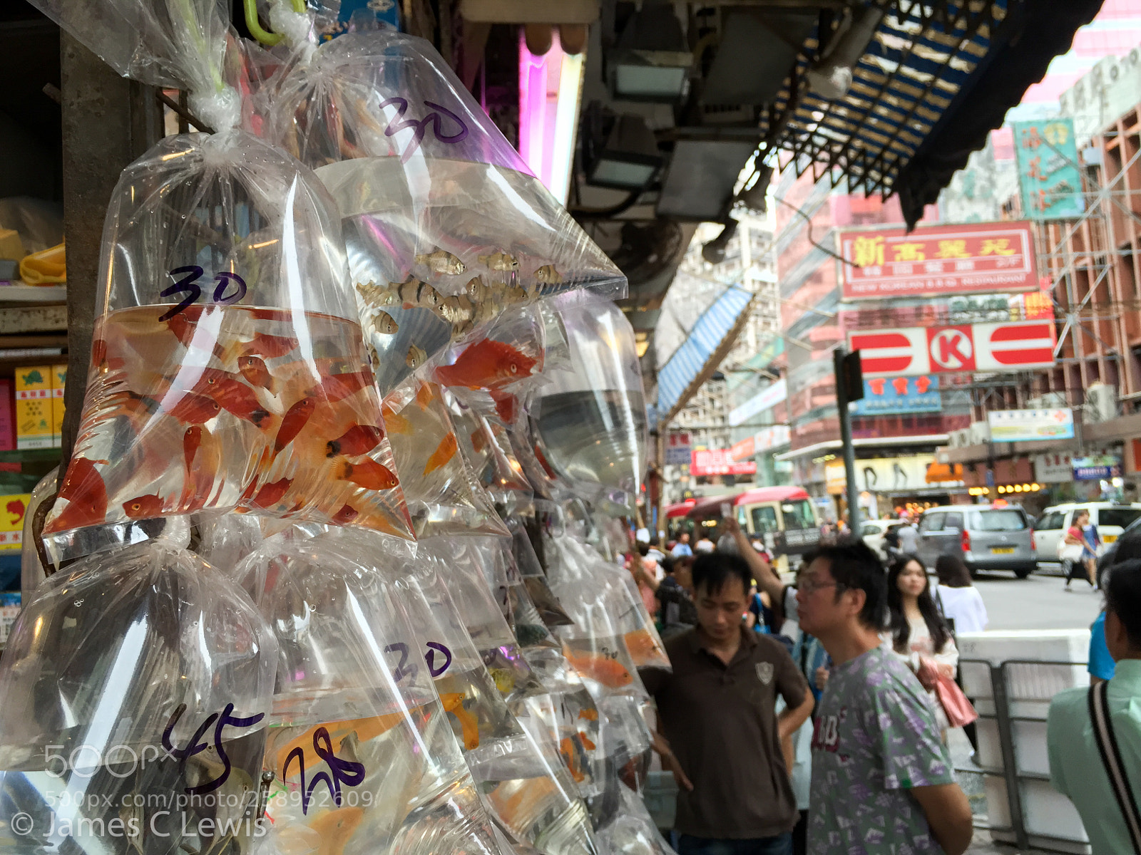 Apple iPhone 6 sample photo. Goldfish? sure why not? photography