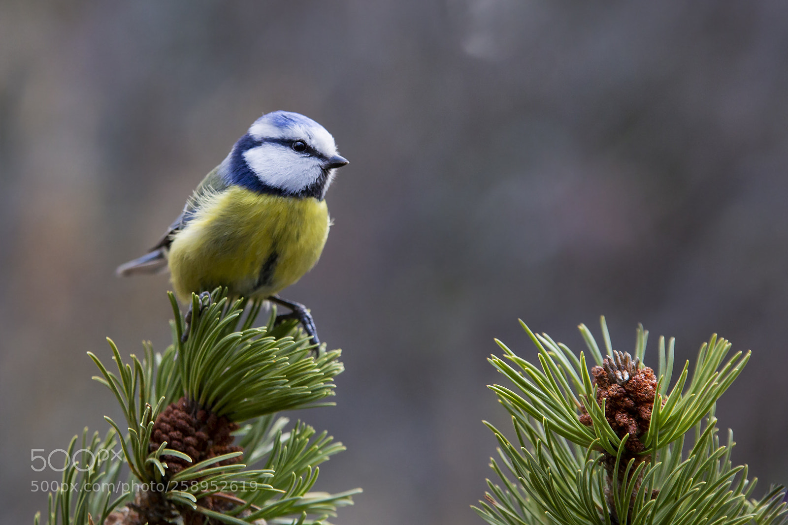Canon EOS 6D sample photo. Sinitiainen, blue tit photography