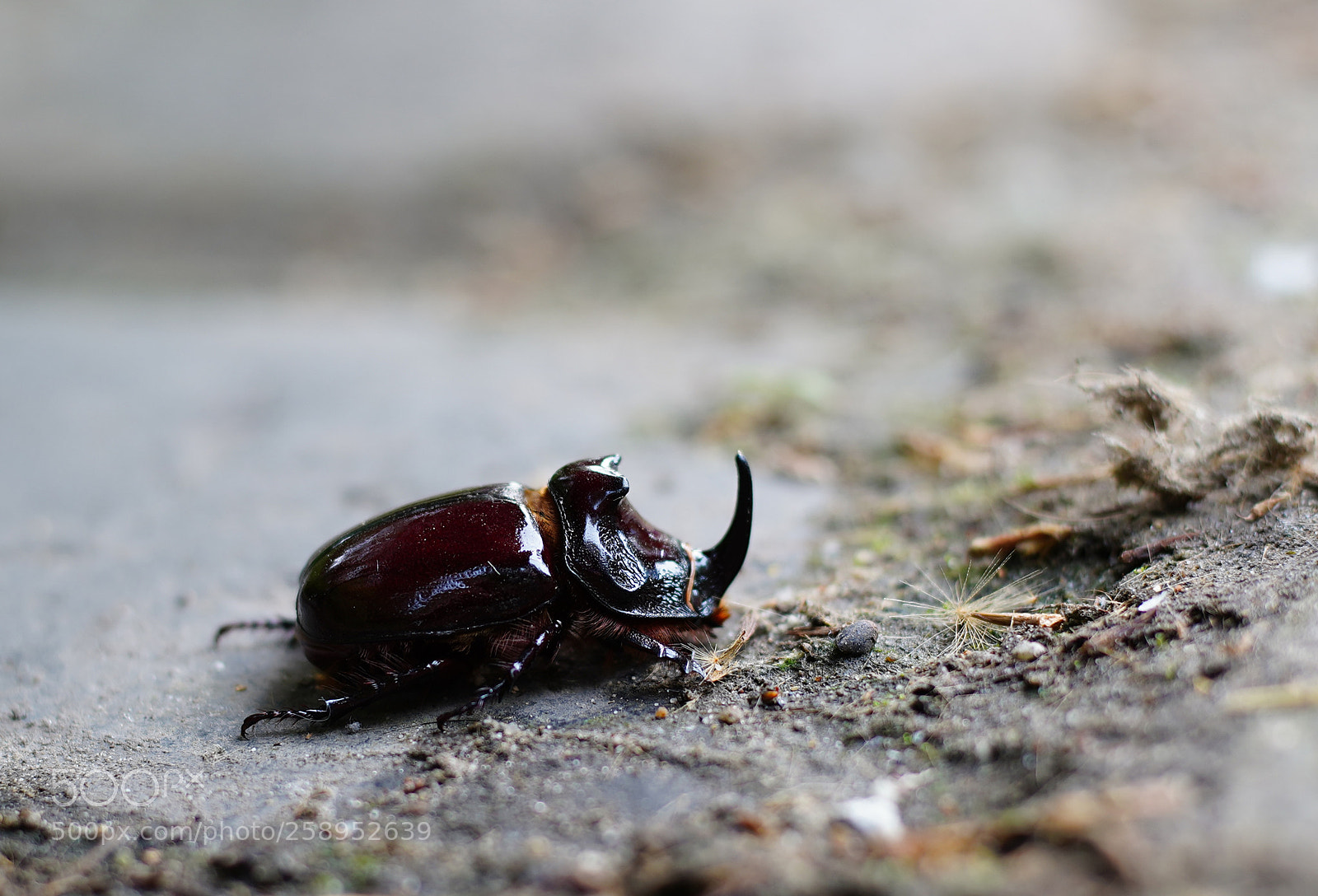 Sony a7 III sample photo. Walking in the nature photography