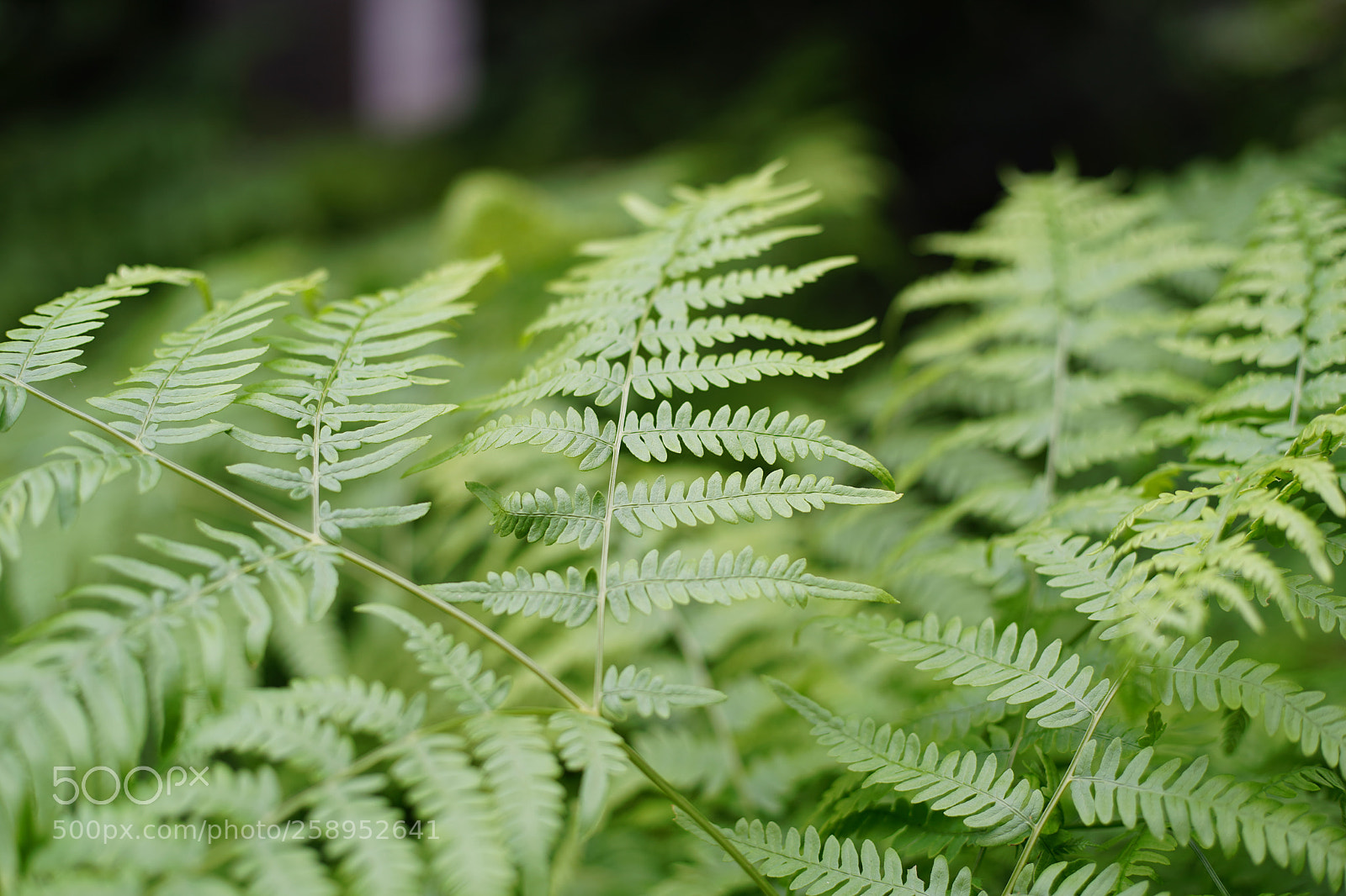 Sony a7 III sample photo. Walking in the nature photography