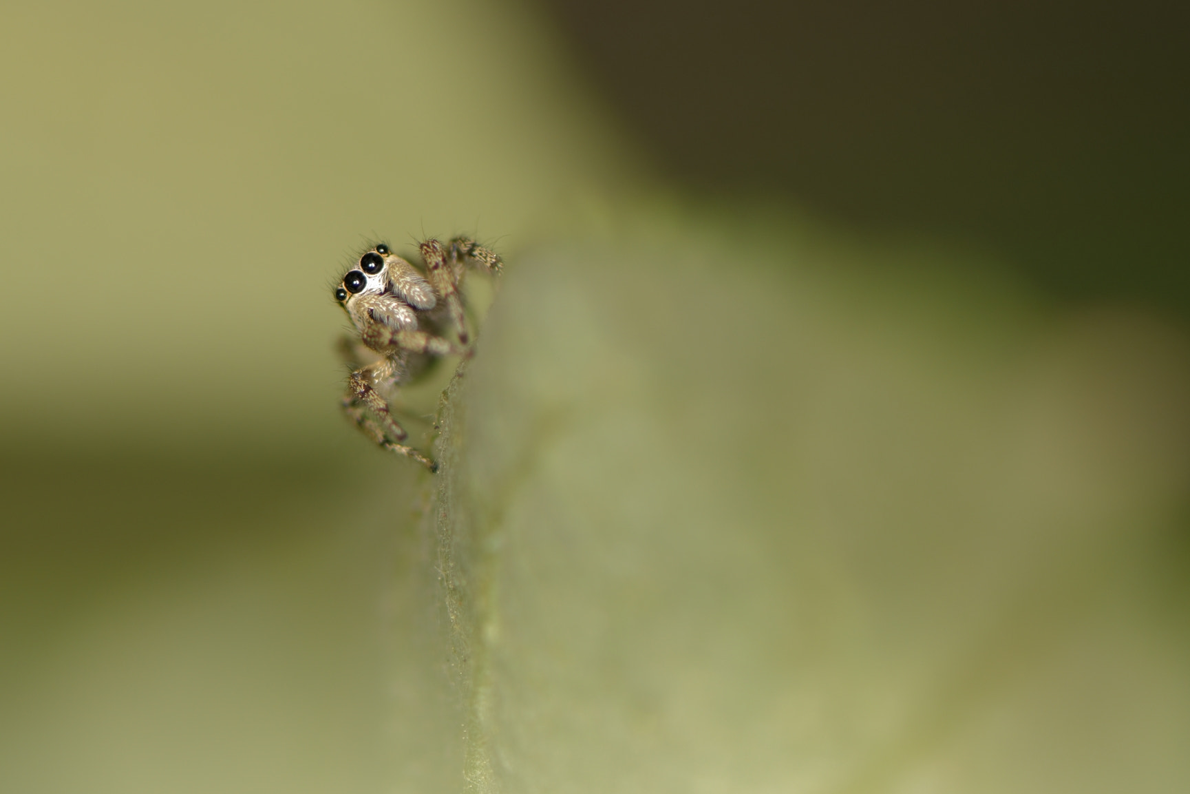 Nikon AF-S Micro-Nikkor 105mm F2.8G IF-ED VR sample photo. Saltique photography