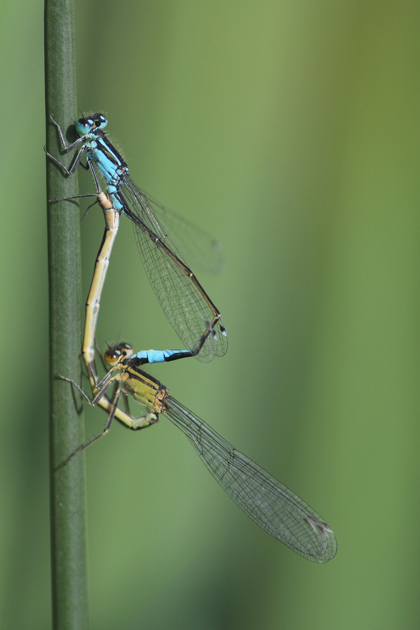Nikon AF-S Micro-Nikkor 105mm F2.8G IF-ED VR sample photo. Accouplement d agrion photography