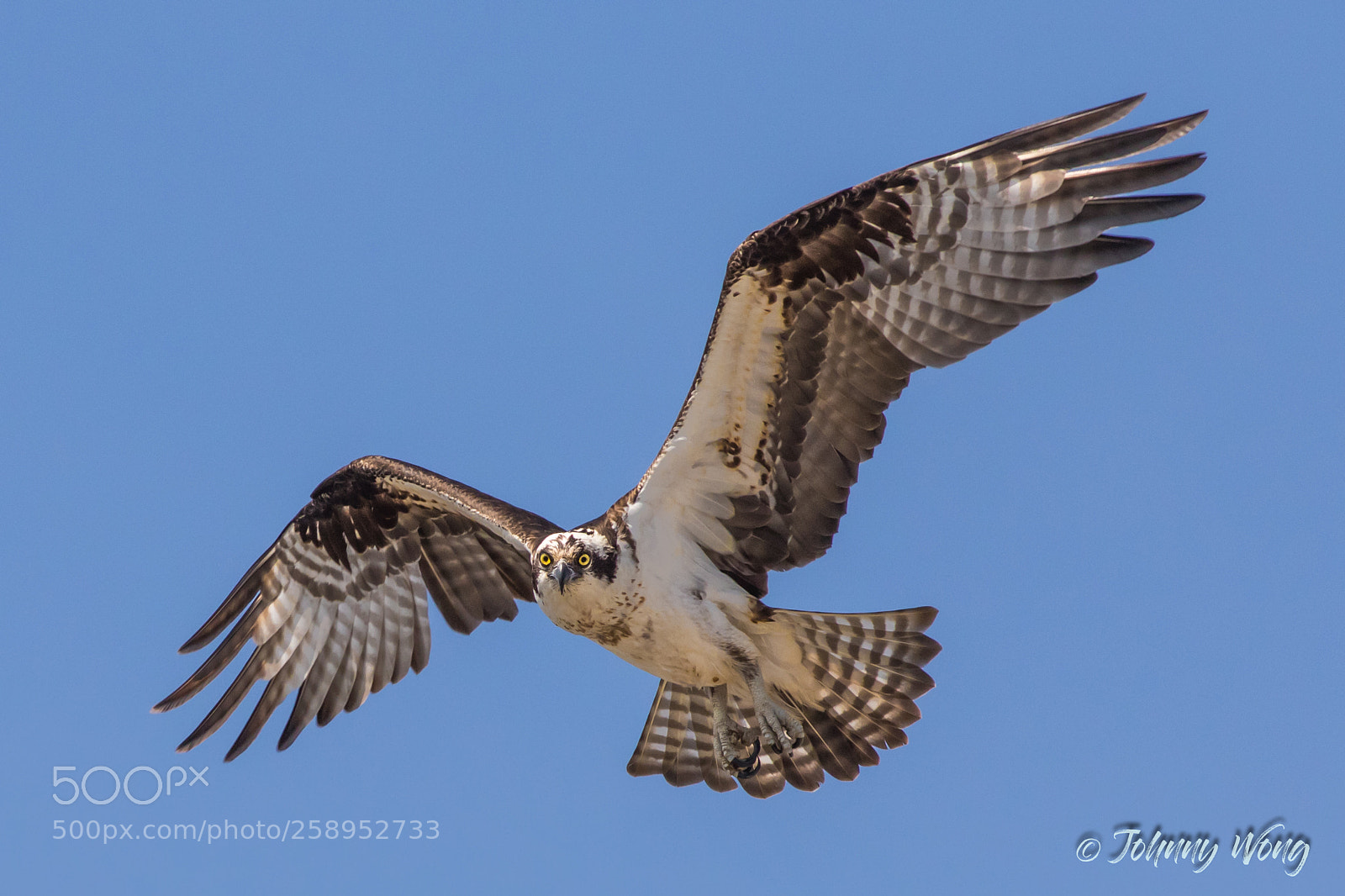 Canon EOS 7D Mark II sample photo. Osprey photography