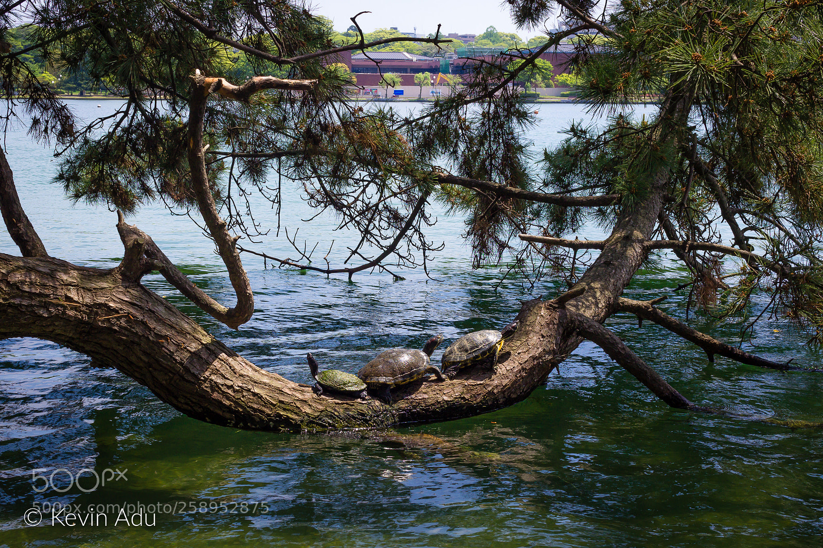 Canon EOS 1200D (EOS Rebel T5 / EOS Kiss X70 / EOS Hi) sample photo. Tortoises in the park photography