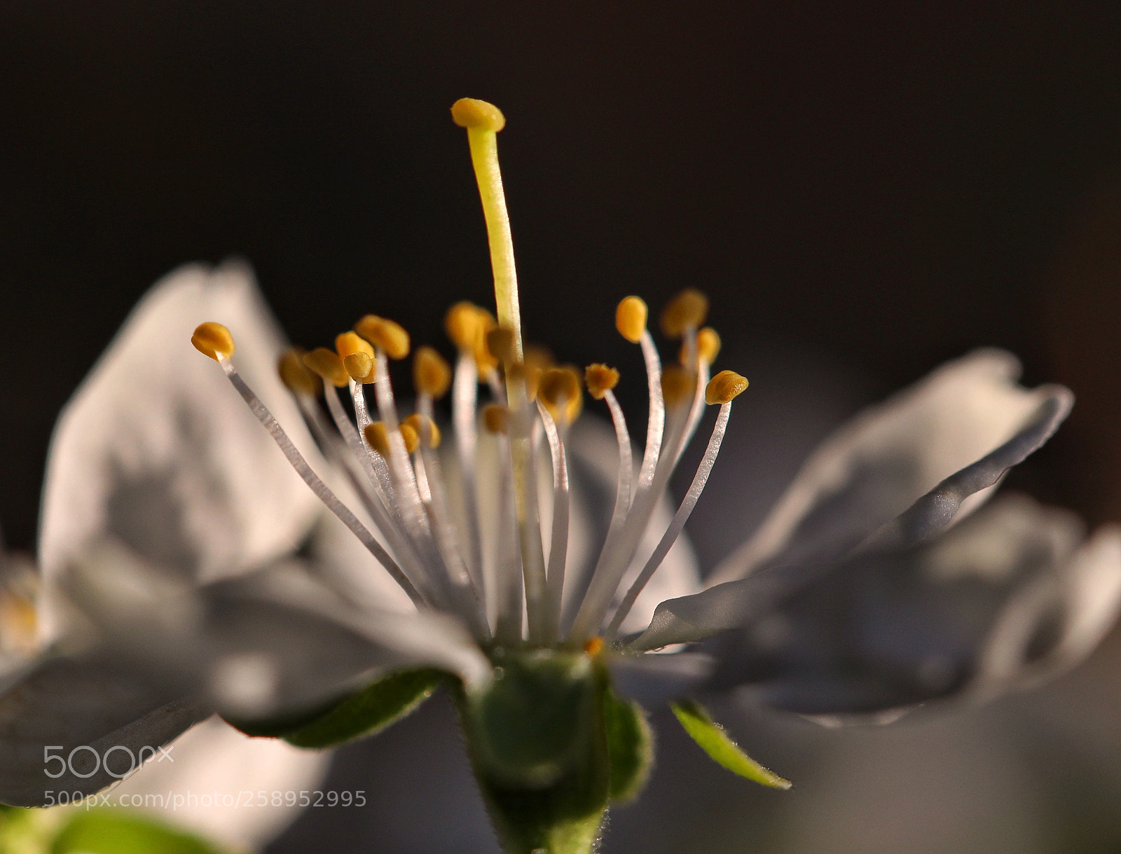 Canon EOS 5D Mark IV sample photo. Plum flower photography