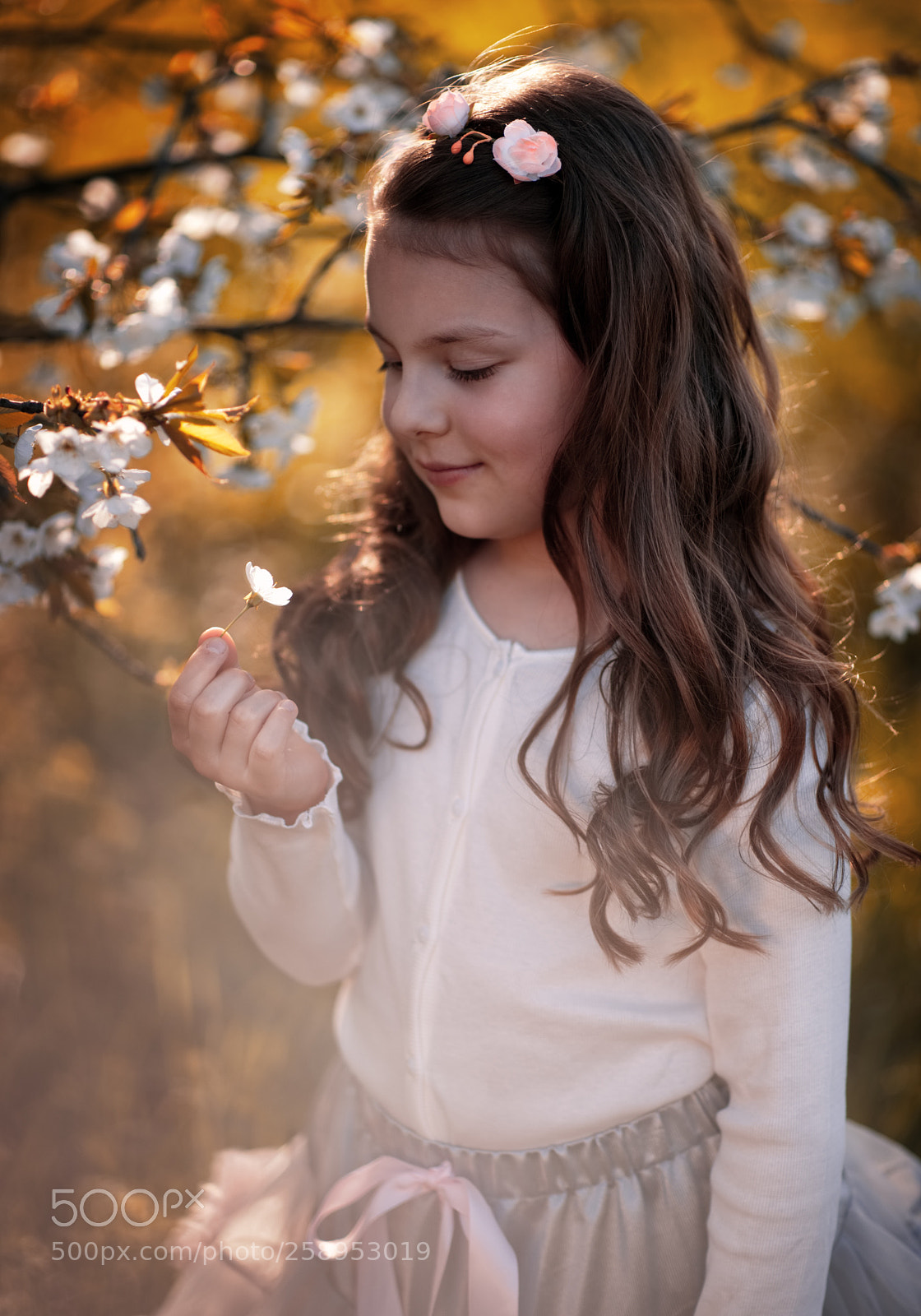 Nikon D610 sample photo. Cherry blossom ? photography