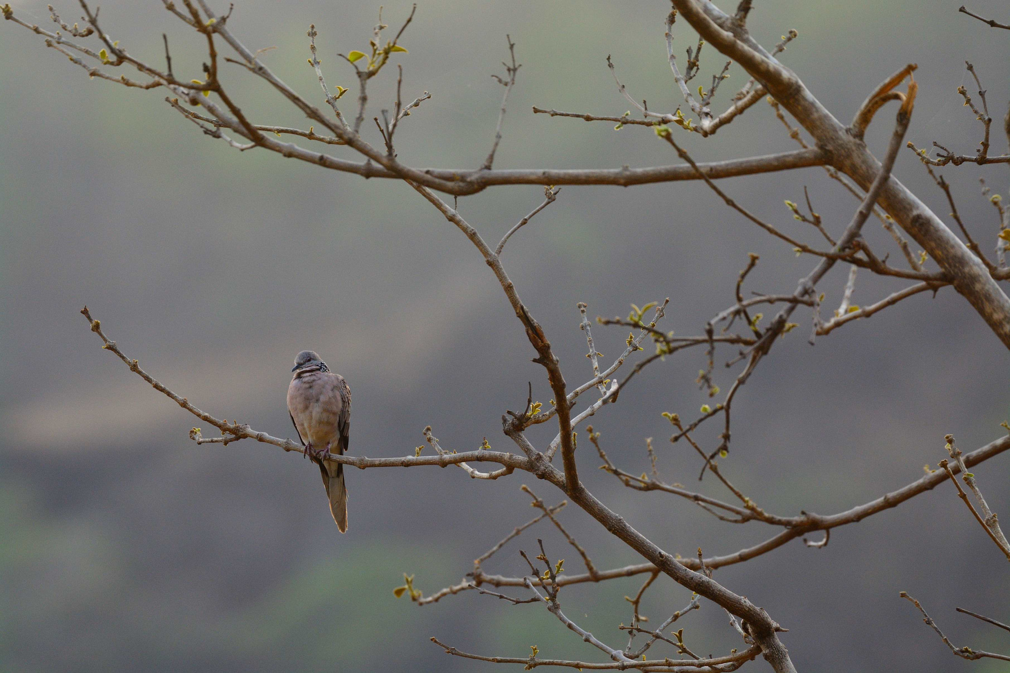 Nikon D5200 + Nikon AF-S Nikkor 200-500mm F5.6E ED VR sample photo. Laughing dove photography