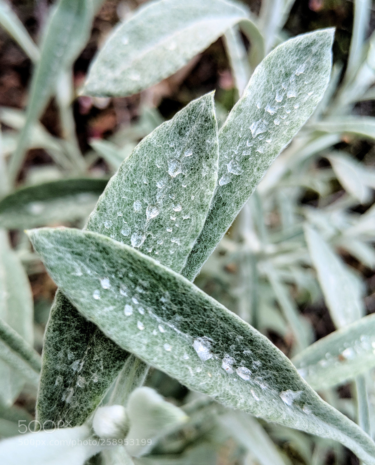 Google Pixel 2 XL sample photo. Untitled photography