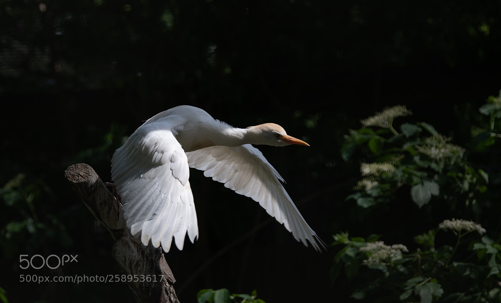 Nikon D850 sample photo. Kuhreiher photography
