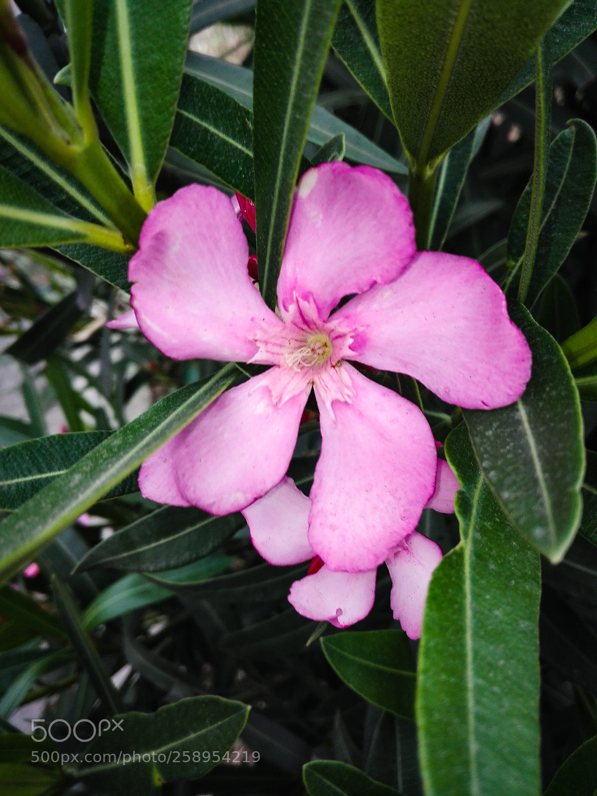 HUAWEI P8 Lite sample photo. Good morning photography