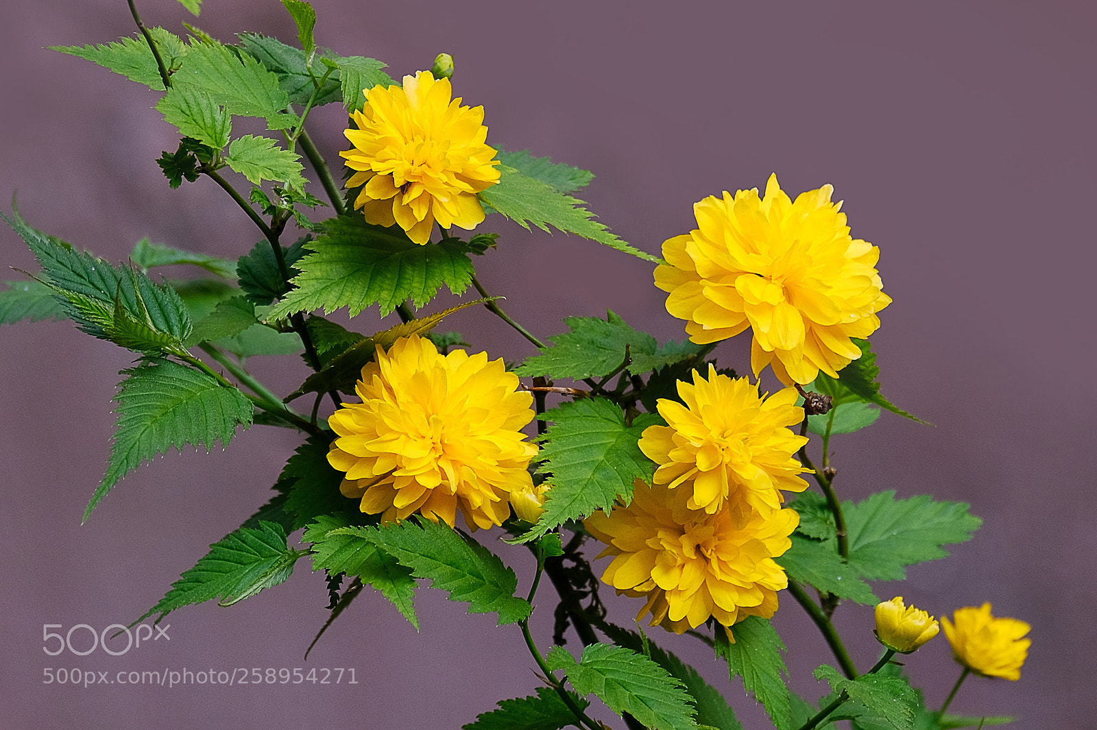 Fujifilm X-T20 sample photo. Japanese rose kerriya photography