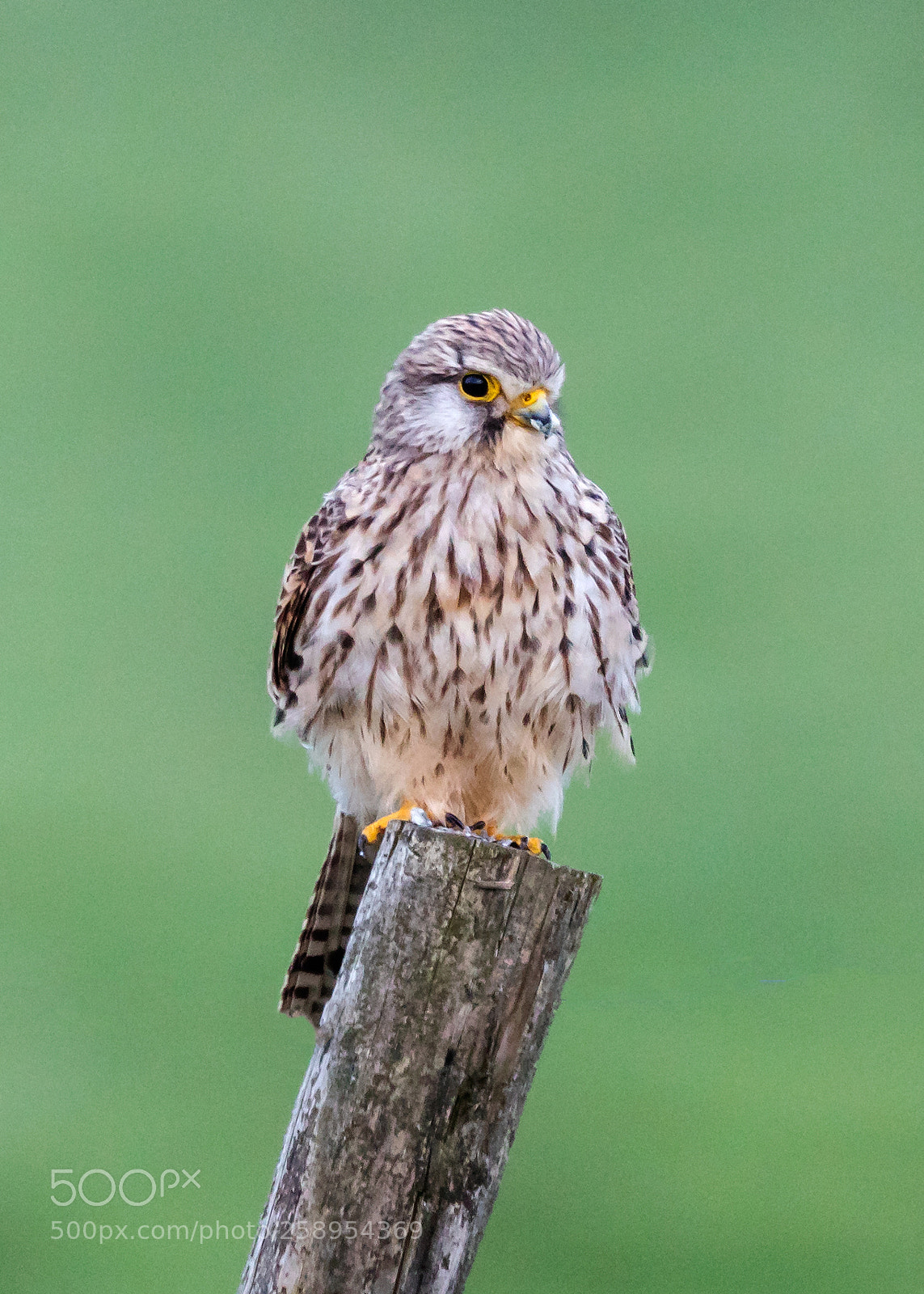 Canon EOS 5D Mark IV sample photo. Juvenile kestrel photography