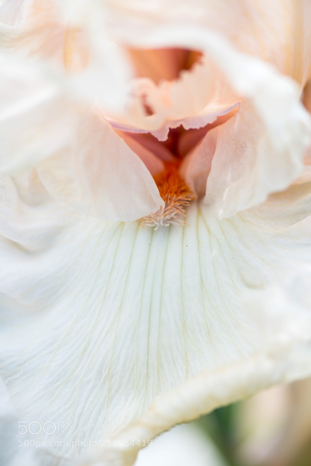 Nikon D750 sample photo. Iris  photography