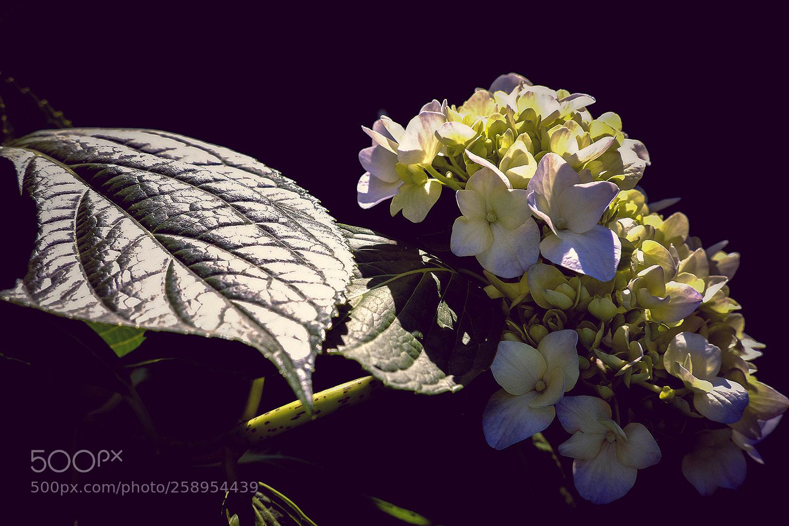 Fujifilm X-T2 sample photo. Untitled photography